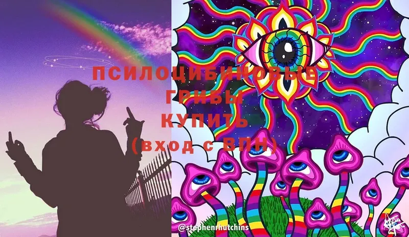 Псилоцибиновые грибы Cubensis Новое Девяткино